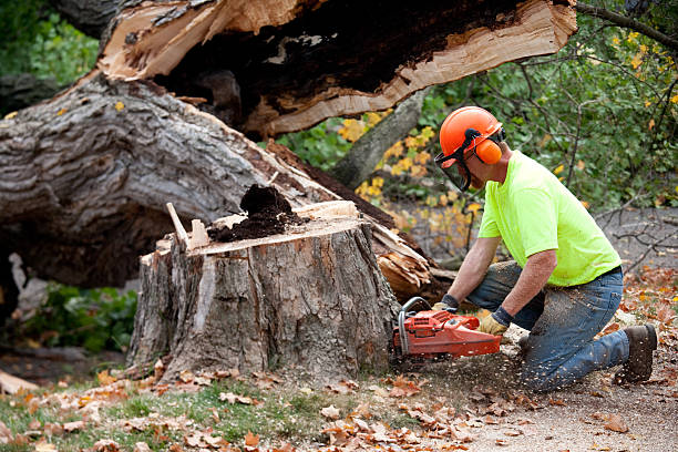 Best Tree Cabling and Bracing  in Searingtown, NY